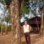 Độc đáo cây cao su trên đảo Phú Quốc