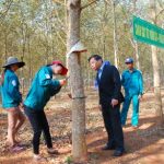 Cao su Mang Yang ra quân từ mùng 4 tết