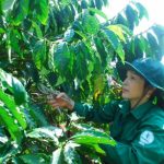 Lê Thị Yến – Công nhân Tổ 9, NT Ia H’lốp, Cao su Chư Sê: Hoàn thành kế hoạch sớm 55 ngày