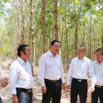 Cao su tại Campuchia: Chứng minh hiệu quả kinh tế bước đầu
