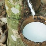 Giao dịch cao su sàn TOCOM ngày 7/1 bất ngờ giảm đồng loạt