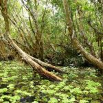 Sức sống ở rừng tràm