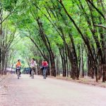 Vẻ đẹp của rừng cao su