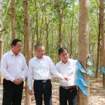 Cao su Bà Rịa Kampong Thom: Điển hình vượt khó