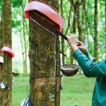 Giá cao su đầu tuần giao dịch trái chiều