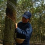 Nông trường An Lập, Cao su Dầu Tiếng phấn đấu giữ năng suất 2 tấn/ha