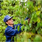 Tranh thủ làm thêm mùa nghỉ cạo