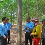 Chuẩn bị chu đáo cho mùa cạo mới