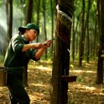 Thi đua khen thưởng: Đòn bẩy để VRG hoàn thành các chỉ tiêu, nhiệm vụ