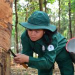 Nông trường Bachiang I nhiều năm liền năng suất 2 tấn/ha