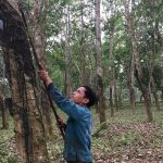 Võ Tá Tình - Công nhân ưu tú ở Cao su Hà Tĩnh