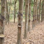 Giá cao su giảm trước lo ngại dịch COVID-19 tái bùng phát