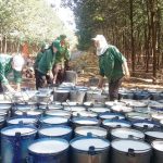 Giá cao su giảm mạnh