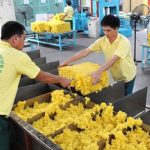 Tháng 8, kim ngạch xuất khẩu cao su tăng hơn 21%