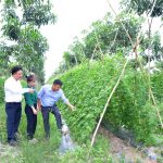 Nông trường Tân Hiệp, Cao su Tân Biên: Nhiều năm liền năng suất trên 2 tấn/ha