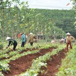 Thiếu hụt lao động, trăn trở không chỉ riêng ai?