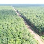 Phát triển VRG theo hướng bền vững, hài hòa giữa phát triển kinh tế - trách nhiệm với xã hội - bảo v...