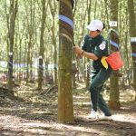 Hội thi bàn tay vàng khai thác mủ Cao su Bà Rịa