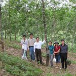 “Cây cao su không phải là cây có hại với môi trường”