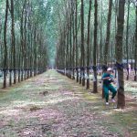 Hội thi Bàn tay vàng thu hoạch mủ cao su lần thứ XII - năm 2020