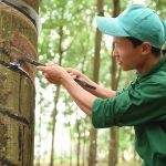 Xuất sắc vượt sản lượng