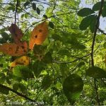 Cập nhật tình hình bệnh rụng lá Pestalotiopsis tại các nước