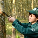 Các công ty cao su khu vực Đông Nam Bộ: Xứng đáng anh cả