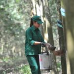 Để khai thác cao su bền vững