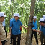 Xây dựng Cao su Điện Biên trở thành điểm sáng ở khu vực Tây Bắc