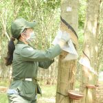 Mùa cạo mới