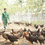 Làm giàu từ chăn nuôi gà