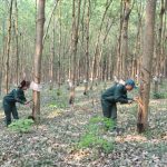Những tín hiệu tích cực từ Nông trường Mường La