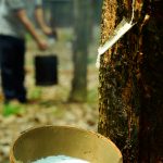 Xôn xao dòng nhựa trắng
