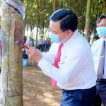 Cao su Phú Riềng quyết tâm vượt kế hoạch được giao