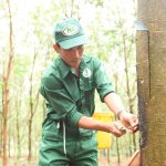 Cao su Hòa Bình phấn đấu tiếp tục vượt mức kế hoạch sản lượng