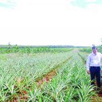 Xây dựng kế hoạch dài hạn nâng cao năng suất - chất lượng vườn cây khu vực Tây Nguyên