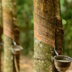 Giá cao su sàn Nhật Bản rời đỉnh 3 tuần