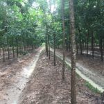 Triển vọng xen cao su gỗ - mủ nhằm nâng cao hiệu quả sử dụng đất