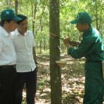 Sức sống cây cao su trên dải đất Bắc Trung bộ (kỳ 2)