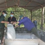 Ngành cao su thực hiện nghiêm phòng, chống dịch Covid - 19