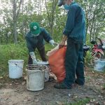 Sức sống cây cao su trên dải đất Bắc Trung bộ