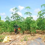 Cây giống cao su Tây Nguyên sốt bất thường