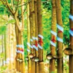 Giá cao su giữ đà tăng