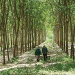 Vị ngọt trong những ngày gian khó