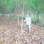 Giữ màu xanh cho rừng: Khởi sắc kinh tế lâm nghiệp