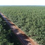 Các doanh nghiệp lốp xe thực hiện chính sách cao su thiên nhiên bền vững