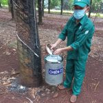 Sản lượng vượt năm nay sẽ cao hơn năm 2020