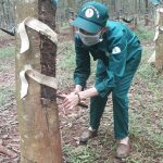 Trần Thị Nguyệt: Vượt khó, đi đầu về sản lượng khai thác