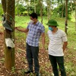 Điện Biên: Sớm giải quyết vướng mắc trong quản lý, sử dụng đất góp trồng cao su
