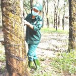 Những bông hoa tiêu biểu trong thi đua vượt sản lượng